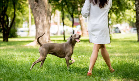 Owner walking with weimaraner dog breed at the park.の写真素材
