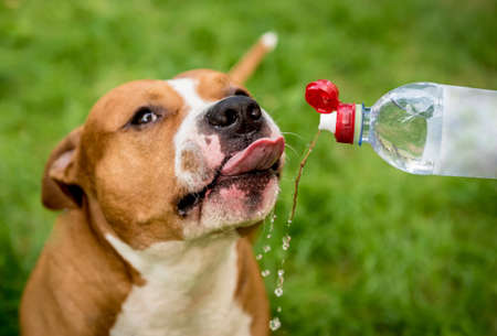The american staffordshire terrier drinking water from bottle.の写真素材