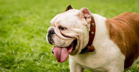 Portrait of cute english bulldog at the park.の写真素材