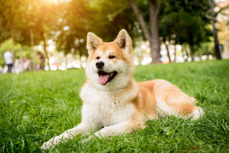 Portrait of cute akita inu dog at the park.の写真素材