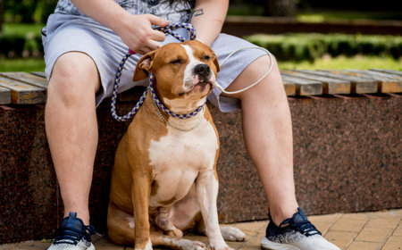 Owner trains the american staffordshire terrier at the park.