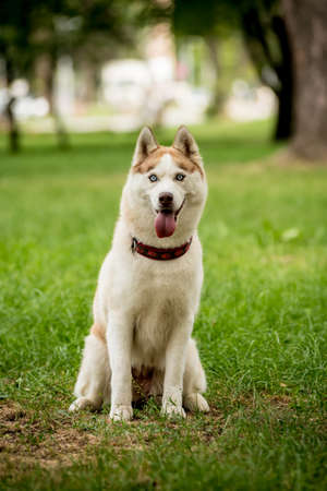 Portrait of cute husky dog at the park.の写真素材