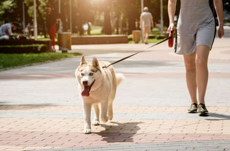 Owner walking with husky dog at the park.の写真素材