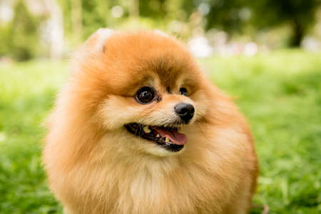 Portrait of cute pomeranian dog at the park.の写真素材
