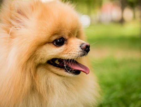Portrait of cute pomeranian dog at the park.の写真素材