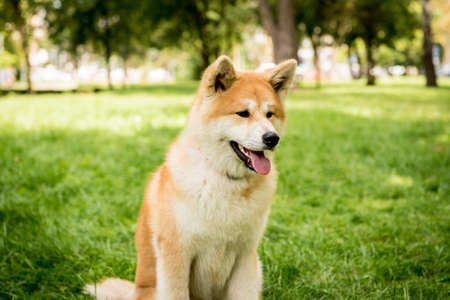 Portrait of cute akita inu dog at the park.の写真素材