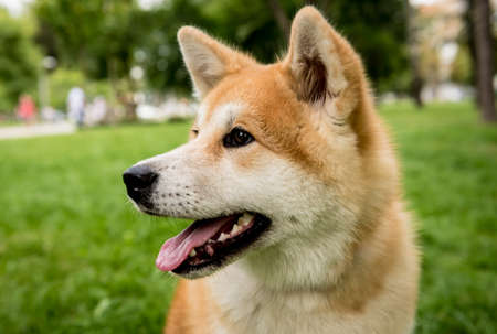 Portrait of cute akita inu dog at the park.の写真素材