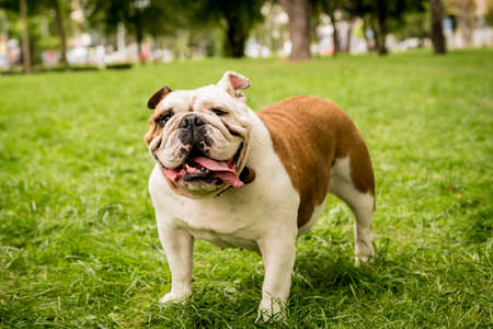 Portrait of cute english bulldog at the park.の写真素材