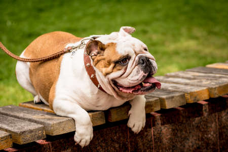 Portrait of cute english bulldog at the park.の写真素材