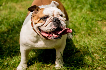 Portrait of cute english bulldog at the park.の写真素材