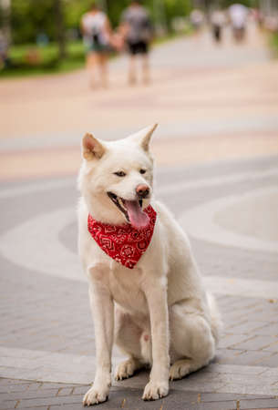 Portrait of cute white akita inu dog at the park.の写真素材