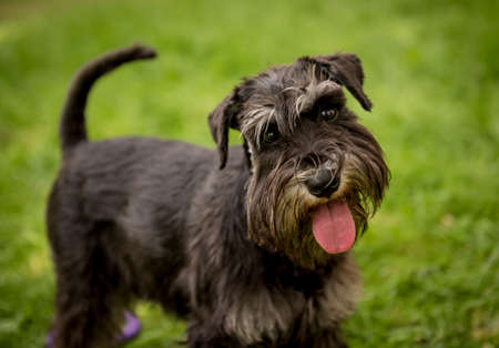 Portrait of cute miniature schnauzer at the park.の写真素材