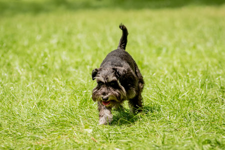 Portrait of cute miniature schnauzer at the park.