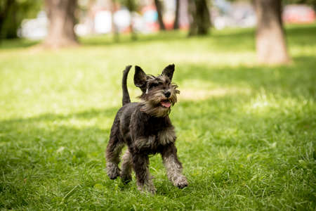 Portrait of cute miniature schnauzer at the park.の写真素材