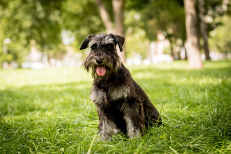 Portrait of cute miniature schnauzer at the park.の写真素材