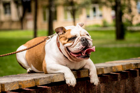Portrait of cute english bulldog at the park.の写真素材
