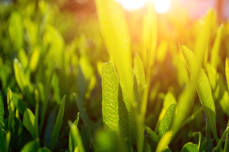 Green leaf on blurred background in gardenの写真素材