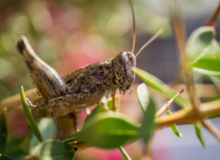 Giant locusts between leaves of bush waiting for the foodの写真素材