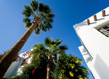 Beautiful white houses at the tropical garden with palms