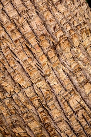 Beautiful texture of the big coconut palm trunkの写真素材