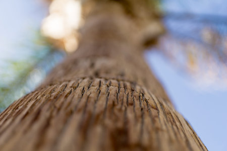 Beautiful texture of the big coconut palm trunk
