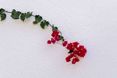 Flowers on empty stone wall and paved streetの写真素材