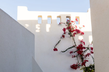 Flowers on empty stone wall and paved street