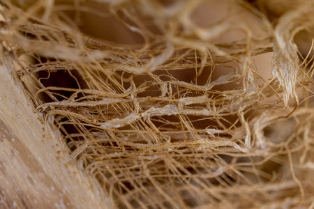 Beautiful texture of the big coconut palm trunkの写真素材