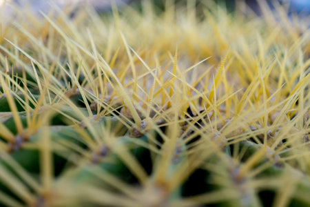 Macro shot of big green exotic cactus