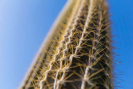 Beautiful texture of big green leaf exotic cactusの写真素材
