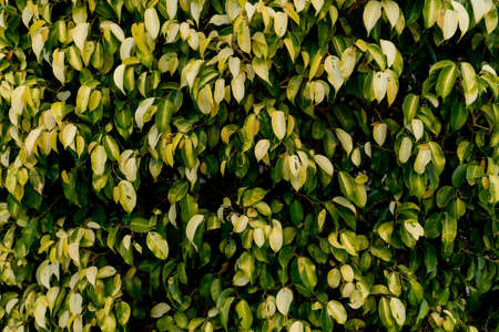 Natural background from big wall covered green leaves.の写真素材