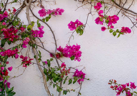 Flowers on empty stone wall and paved streetの写真素材