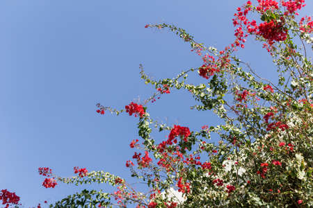 Flowers on empty stone wall and paved streetの写真素材