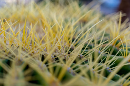 Macro shot of big green exotic cactus