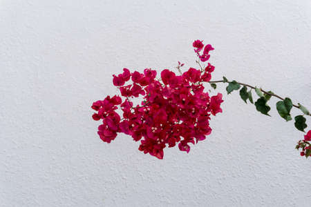 Flowers on empty stone wall and paved streetの写真素材