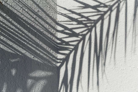 Big palm leaf shadows on a white wallの写真素材