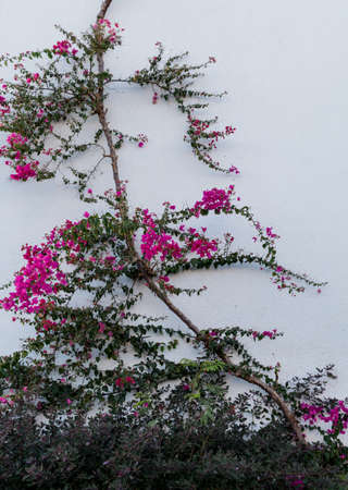 Flowers on empty stone wall and paved streetの写真素材