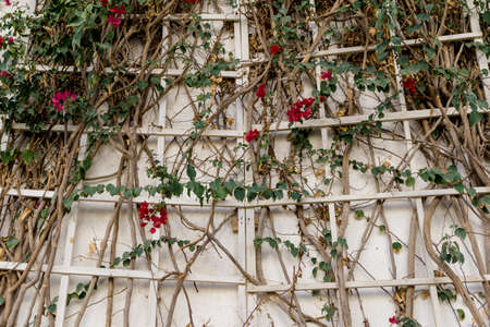 Flowers on empty stone wall and paved streetの写真素材