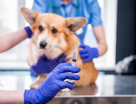 Veterinarian team giving the vaccine to the Corgi dogの写真素材