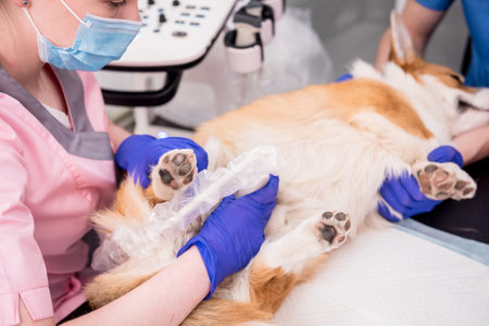 Veterinarian team examines the Corgi dog using ultrasoundの写真素材