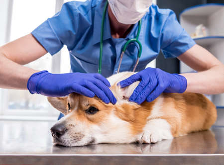 Veterinarian examines the ears of a sick Corgi dogの写真素材