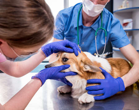 Veterinarian team examines the eyes of a sick Corgi dogの写真素材
