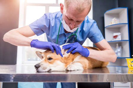 Veterinarian examines the ears of a sick Corgi dogの写真素材