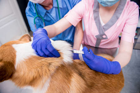 Veterinarian team giving the vaccine to the Corgi dogの写真素材