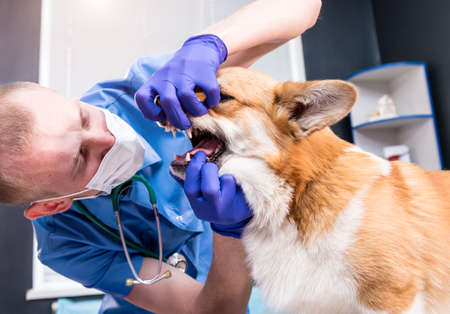 Veterinarian examining teeth and mouth of a sick Corgi dogの写真素材