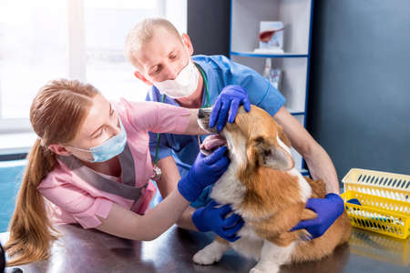 Veterinarian team examining teeth and mouth of a sick Corgi dogの写真素材