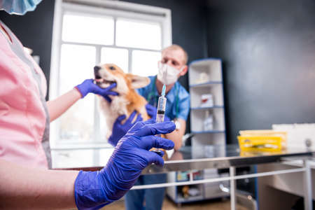 Veterinarian team giving the vaccine to the Corgi dogの写真素材