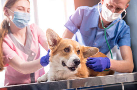 A team of veterinarians examines a sick Corgi dog using an stethoscopeの写真素材