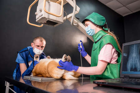 Veterinarian team examining dog in x-ray room.の写真素材