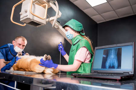 Veterinarian team examining dog in x-ray room.の写真素材